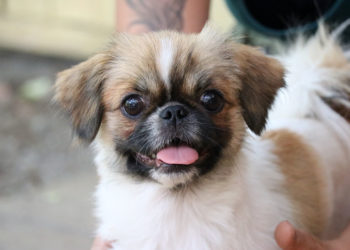 Tierschutzligadorf Neuhausen/Spree