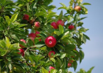 Gute Apfelernte in Brandenburg erwartet