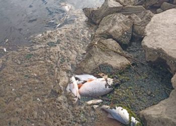 Fischsterben in der Oder: Über 280 illegale Abflüsse entdeckt