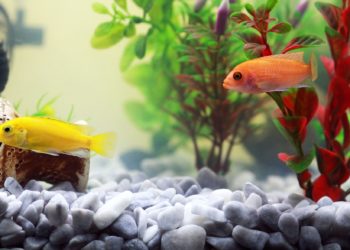Aquaristik: Die richtigen Pflanzen für das Aquarium