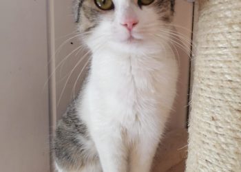 Tierhilfe Südbrandenburg