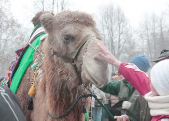 Trampeltierwallach Ivan im Naturschutz-Tierpark Görlitz gestorben