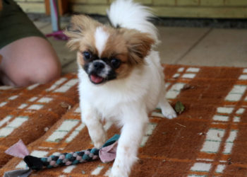 Tierschutzligadorf Neuhausen/Spree 