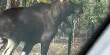 Elch in Forst gesichtet
