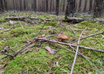 Älteres Ehepaar verläuft sich bei Pilzsuche in Wald bei Döbern