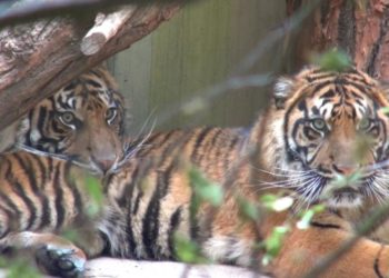 Wieder Sumatratiger für Cottbuser Tierpark
