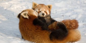 www.zoo-goerlitz.de