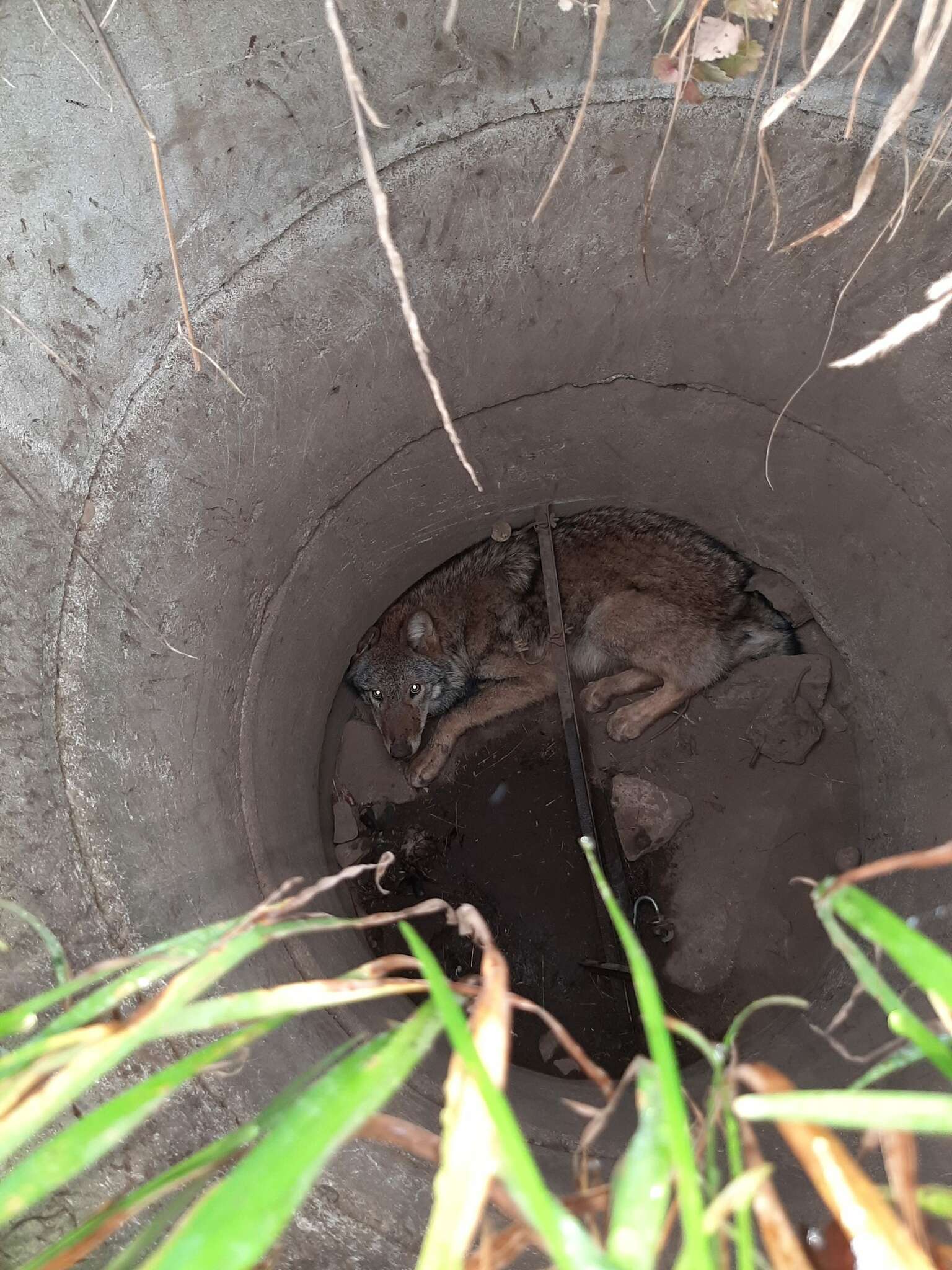 Ein Wolf steckte in einem Gulli in Neißeaue fest; Foto: Polizeidirektion Görlitz