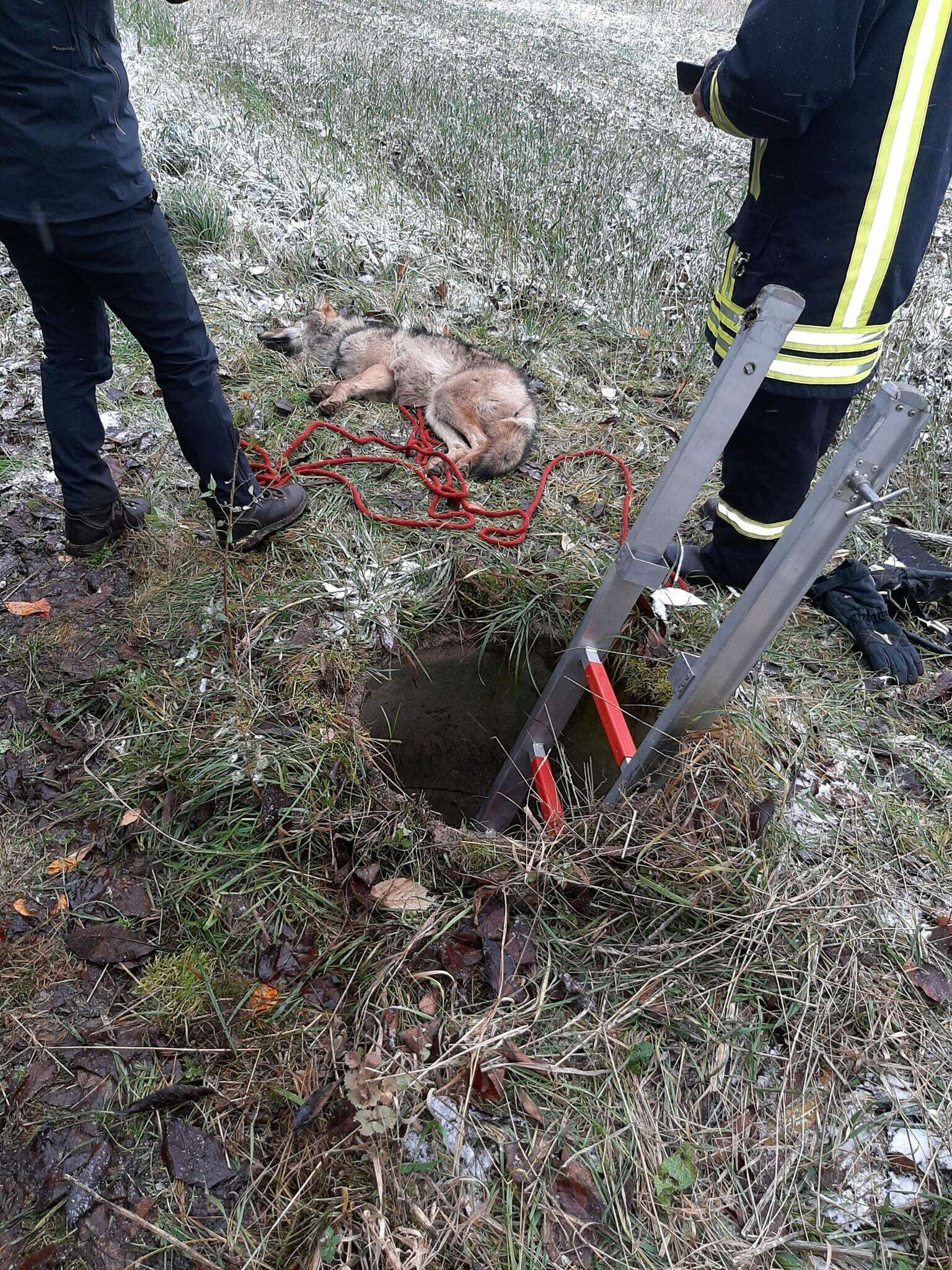 Ein Wolf steckte in einem Gulli in Neißeaue fest; Foto: Polizeidirektion Görlitz