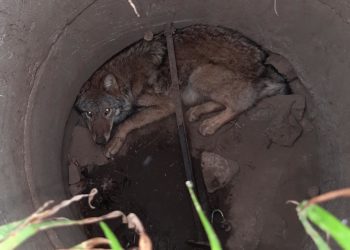 Ein Wolf steckte in einem Gulli in Neißeaue fest; Foto: Polizeidirektion Görlitz
