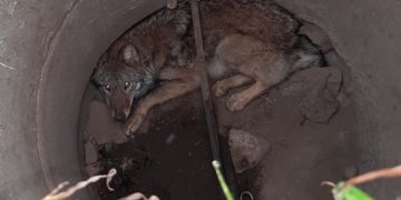 Ein Wolf steckte in einem Gulli in Neißeaue fest; Foto: Polizeidirektion Görlitz