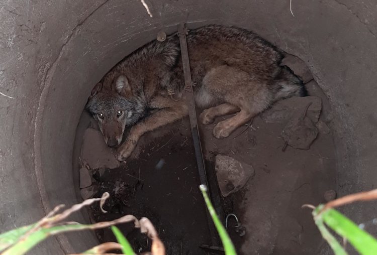 Ein Wolf steckte in einem Gulli in Neißeaue fest; Foto: Polizeidirektion Görlitz