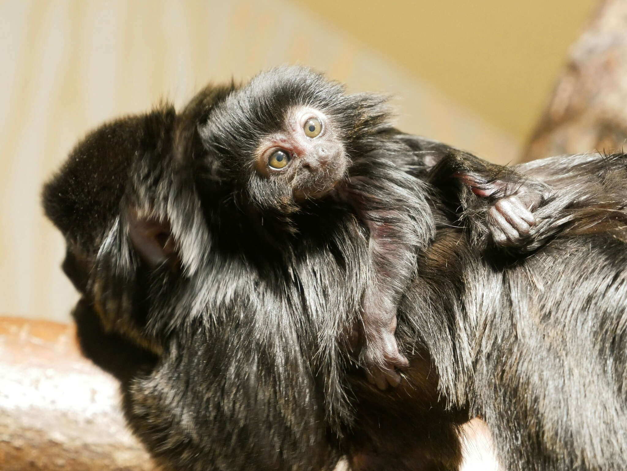 Zoo Hoyerswerda_Stefanie Jürß