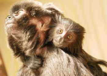 Zoo Hoyerswerda_Stefanie Jürß