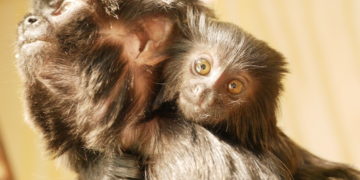 Zoo Hoyerswerda_Stefanie Jürß