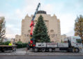 Angekommen: Der diesjährige Weihnachtsbaum wird abgeladen und vor dem Großen Haus des Staatstheater Cottbus aufgestellt. (Foto: Jan Isaak Voges)