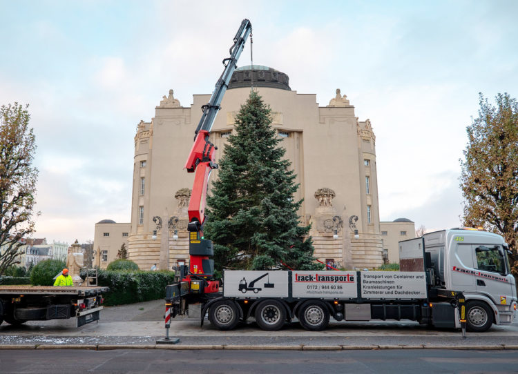Angekommen: Der diesjährige Weihnachtsbaum wird abgeladen und vor dem Großen Haus des Staatstheater Cottbus aufgestellt. (Foto: Jan Isaak Voges)