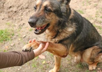 Lausitzer Tiere: Reichst du Darius die Pfote?