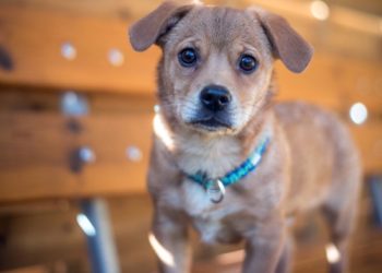 Lausitzer Tiere: Wirbelwind Pucki möchte endlich ankommen