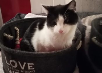 Tierhilfe Südbrandenburg