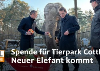 5.000 Euro für Cottbuser Elefantenhaus. Don Chung im Februar erwartet