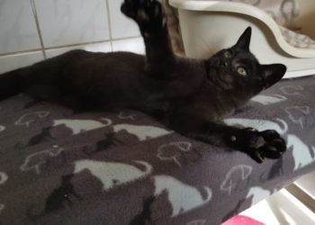 Minnie_Terra mater Tierheim