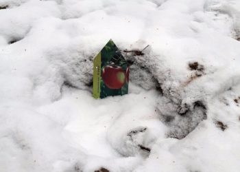 Diebstahl am Schullandheim Jerischke. Apfelbaum ausgegraben und geklaut