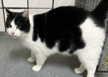 Lausitzer Tiere: Fellnase Vox wünscht sich eine Familie