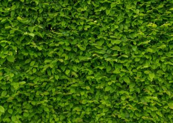 Hecken als schöne Dekoration