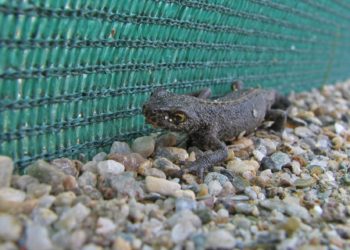 Krötenzäune: Unterstützung für gefährliche Wanderung von Kröten und Co.