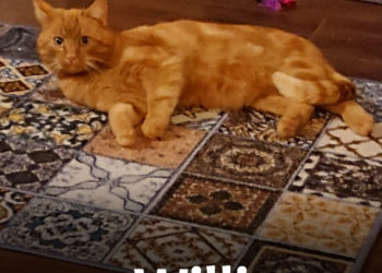 Tierhilfe Südbrandenburg