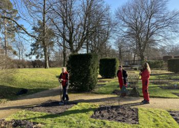 Junge Menschen für Freiwilliges Jahr im Forster Rosengarten gesucht