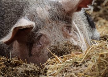 Spree-Neiße: Afrikanische Schweinepest in Hausschweinebestand bestätigt