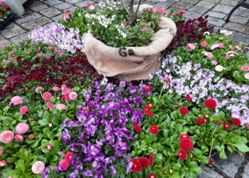 „Kräuter & Gewürze für alle Sinne“: Forster Frühlingsmarkt steht bevor