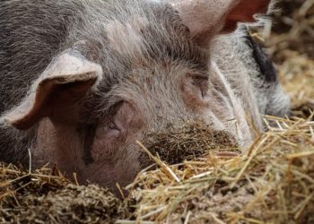 Schweinepest in Cottbus und Spree-Neiße: Neue Sperrzone ab Freitag
