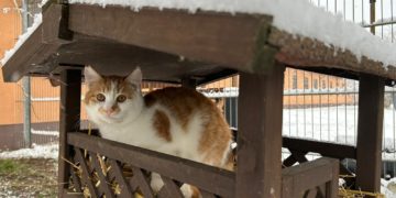 Tierheim Cottbus 