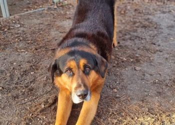 Lausitzer Tiere: Keks sucht seinen Krümel