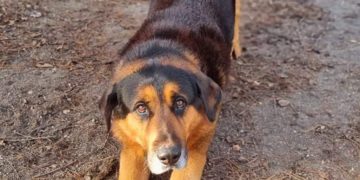 Tierschutzligadorf Neuhausen/Spree 