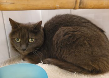 Tierhilfe Südbrandenburg