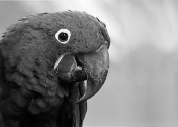 Zoo Hoyerswerda trauert um Papageien-Dame Rosi