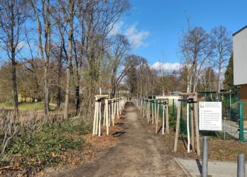 Kastanienallee im Senftenberger Schlosspark wieder vollständig