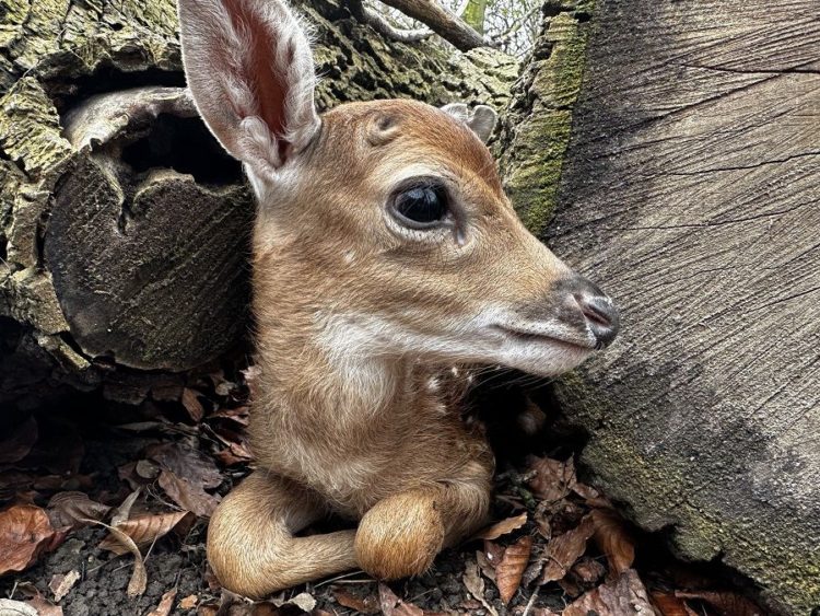 Zoo Görlitz