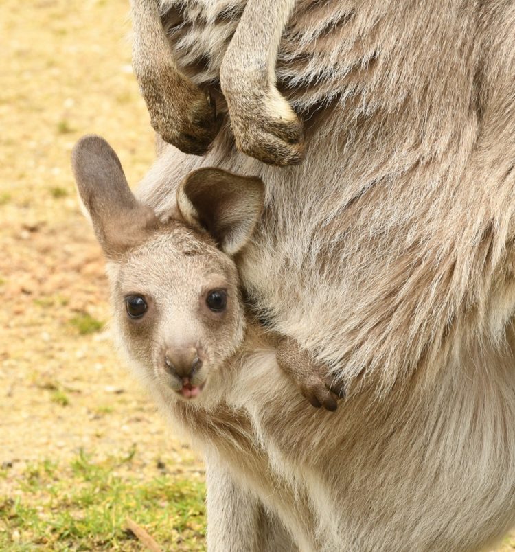 Zoo Görlitz
