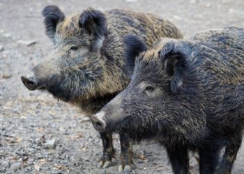Afrikanische Schweinepest: Euloer Bruch in Mulknitz weiterhin gesperrt
