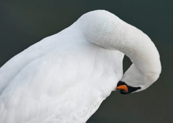 Schwan verursachte Stromausfall in Forst