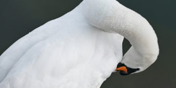 Schwan verursachte Stromausfall in Forst