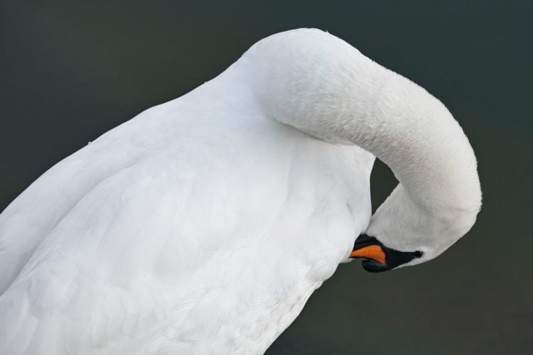 Schwan verursachte Stromausfall in Forst