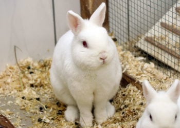 Tierschutzligadorf Neuhausen/Spree 