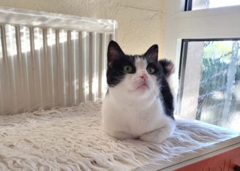 Tierhilfe Südbrandenburg