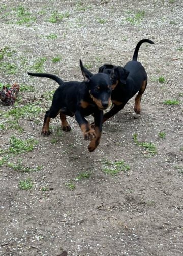 Tierheim Cottbus